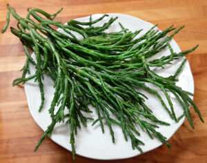 salicornia salicornia